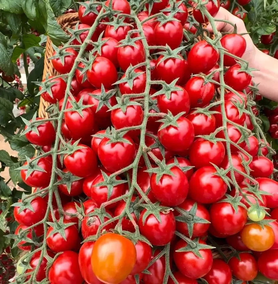Waterfall Tomato Seeds โ High Yield, Easy to Grow for Home & Garden